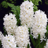 Hectarul - Bulbi de zambile Carnegie 3 bulbi